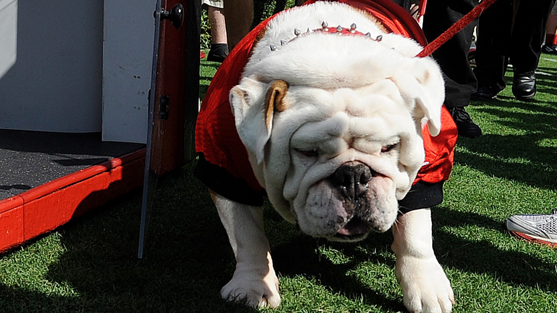The history behind UGA's Bulldog mascot | 10tv.com
