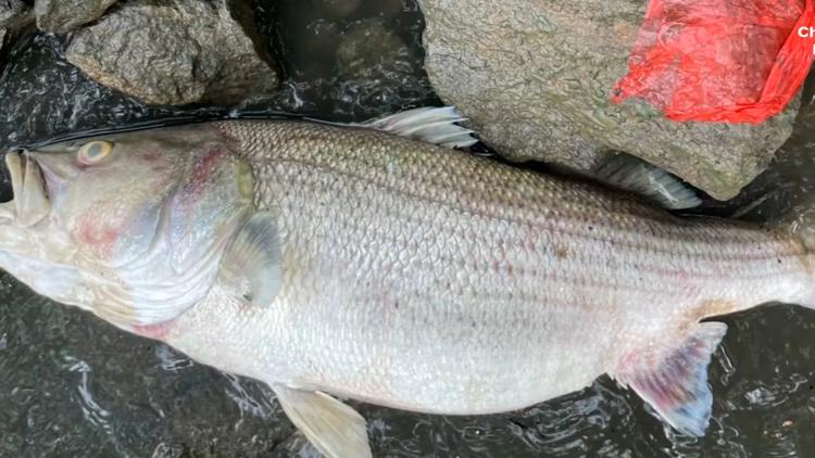 Nearly 45,000 fish died due to sewage discharge into the Chattahoochee