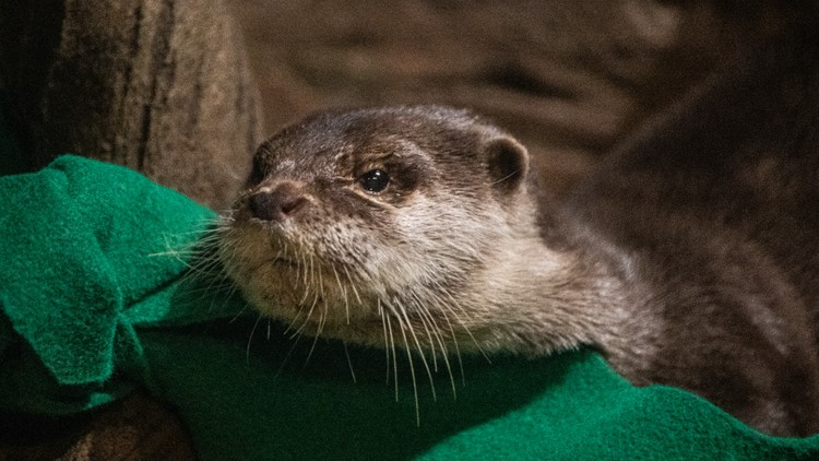 Otters at Georgia Aquarium test positive for virus that causes COVID-19 Otters at Georgia Aquarium test positive for virus that causes COVID-19