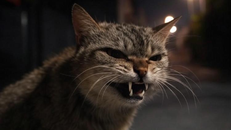 Forsyth County cat tests positive for rabies
