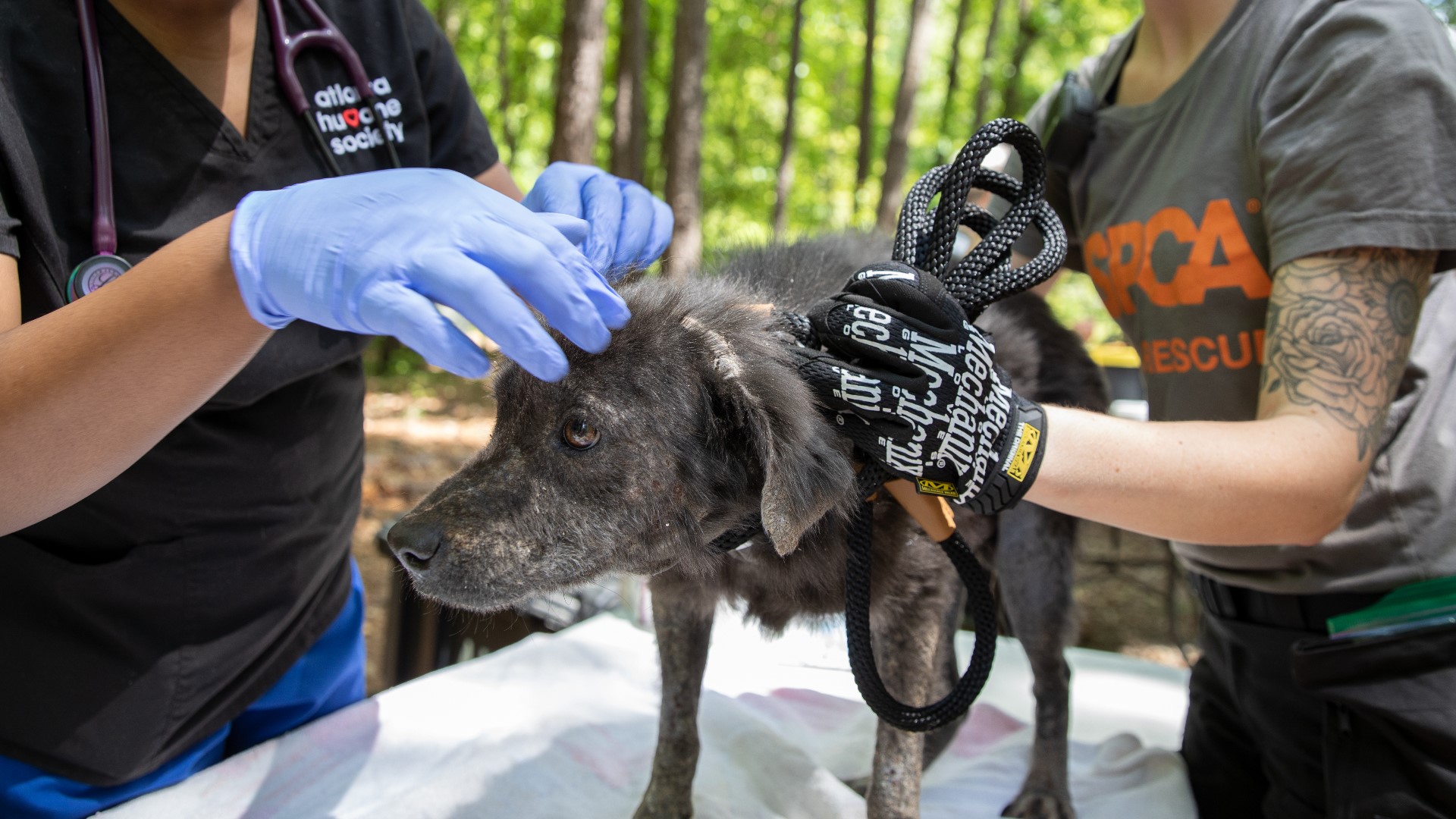 The Atlanta Humane Society said many of the dogs will require medical and behavioral care. Courtesy: Atlanta Humane Society