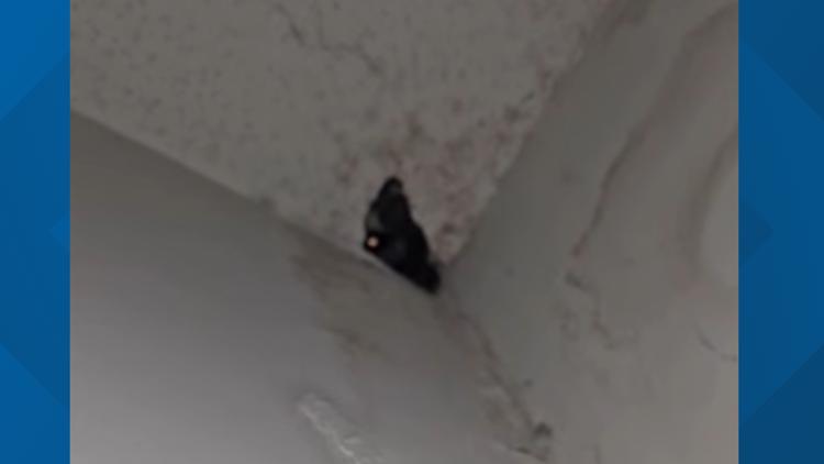 Raccoons, roaches, and mold: Mableton ordinance cracks down on absent property managers