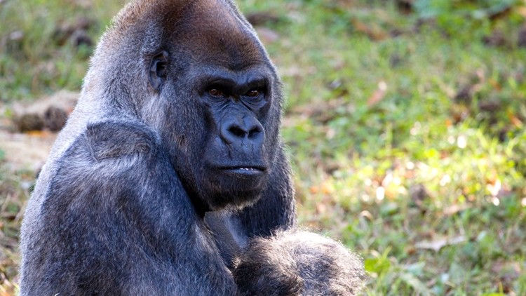 Ozzie, 61-year-old gorilla at Atlanta zoo, dies