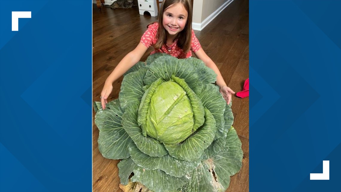 Giant cabbage wins 3rd grader $1K scholarship - Vimarsana News