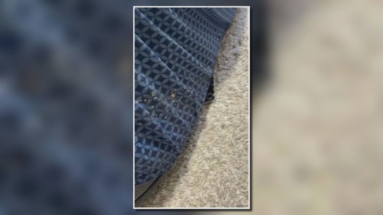 Clayton County mother facing eviction after withholding rent over mold, maggots and broken A/C