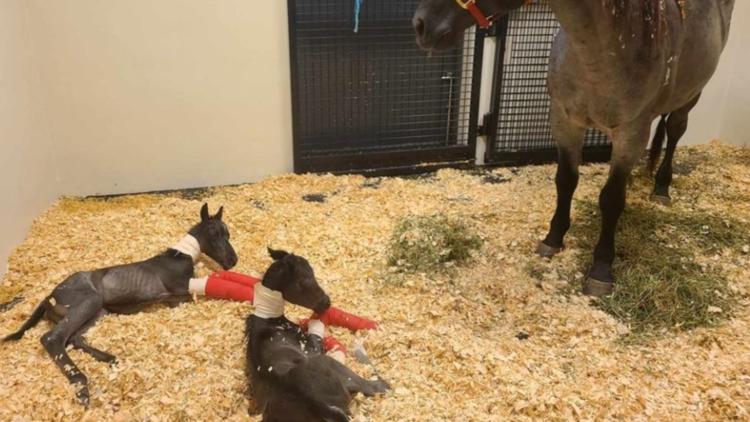 Surprise! Mare defies odds, gives birth to twins at UGA&rsquo;s Veterinary Hospital