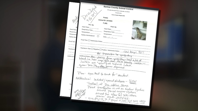 Veterinarian facing more allegations of botched surgeries injuring, killing pets in Bartow County