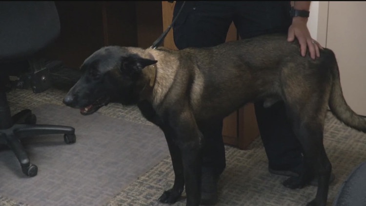 Georgia rescue dog once facing euthanasia now a good 'Boy' in blue with Iowa police