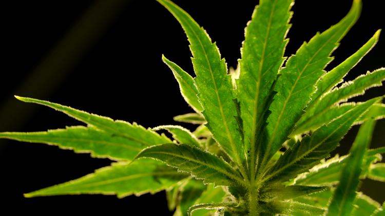Here are the July 1 changes to Georgia medical cannabis law