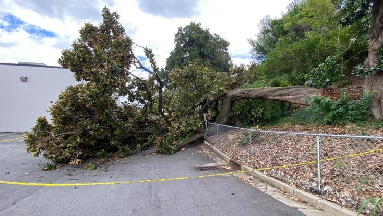 Atlanta magnolia tree famed for once standing in Ponce De Leon Park centerfield falls down