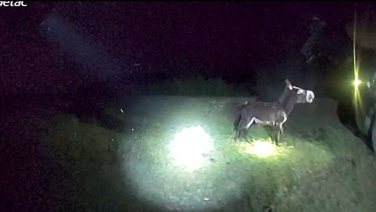 Georgia police officer who shot, killed donkey seeks dismissal of lawsuit