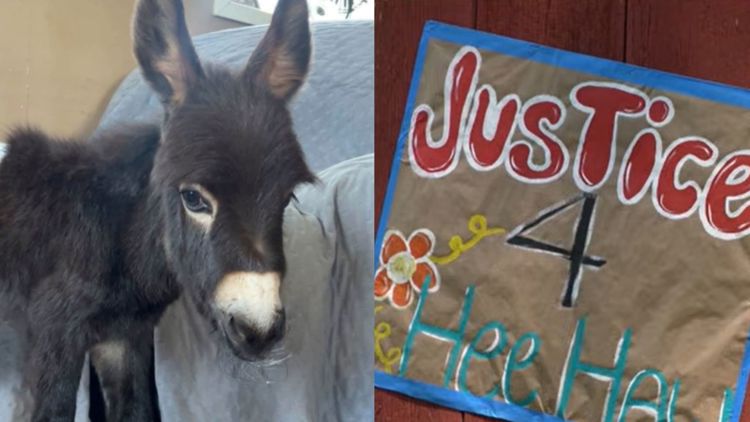 'Justice 4 HeeHaw': Cedartown farm owner mourning loss of beloved baby donkey allegedly shot, killed by officer