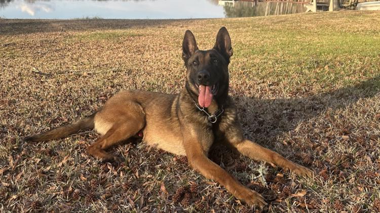 Coweta County K-9 hit by vehicle during bank robbery suspect apprehension back at home