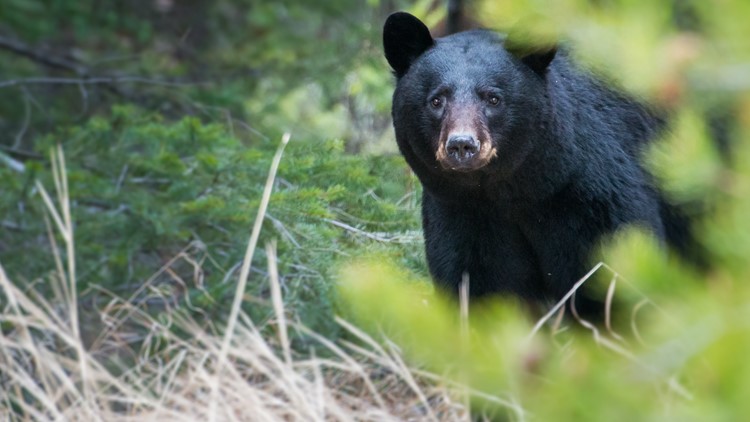 Deputies kill severely injured black bear with rifle after it was hit by vehicle in north Georgia