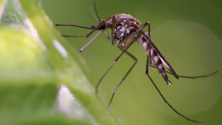 Batch of mosquitoes near Old National Park tests positive for West Nile Virus, mayor says