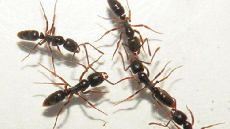 UGA sounds warning on invasive ant with a venomous sting taking over Georgia backyard