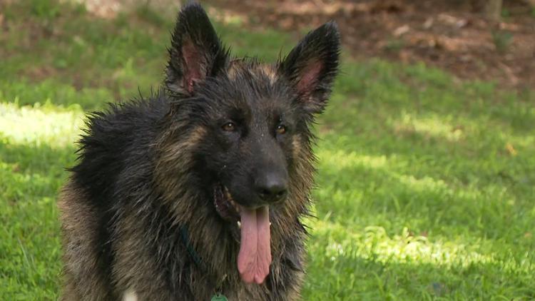 Hackers steal thousands from small Georgia dog rescue, leaving animals at risk