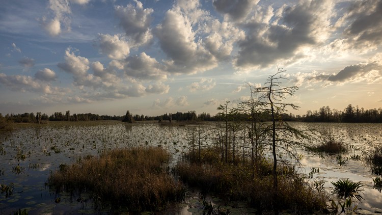 $60M land purchase stops mining plans near Okefenokee Swamp