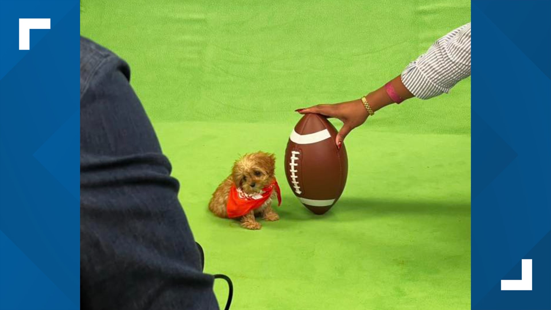 Sweetpea puppy bowl died | 10tv.com