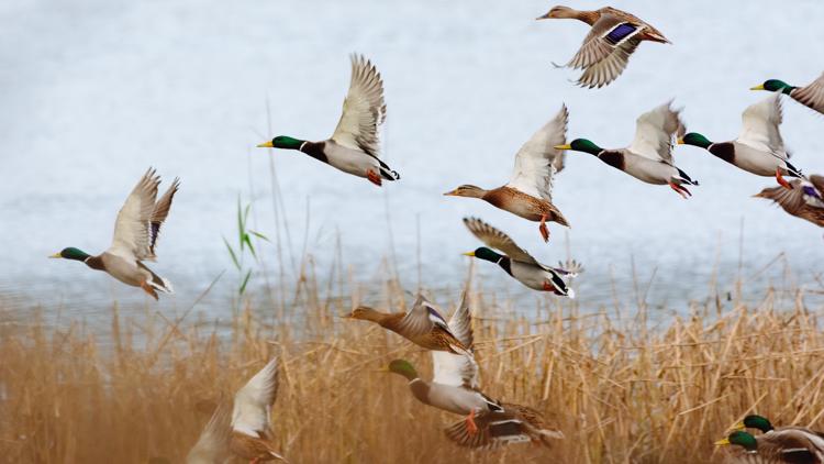 Duck and Canada goose hunting season begins this weekend in Georgia | Season dates