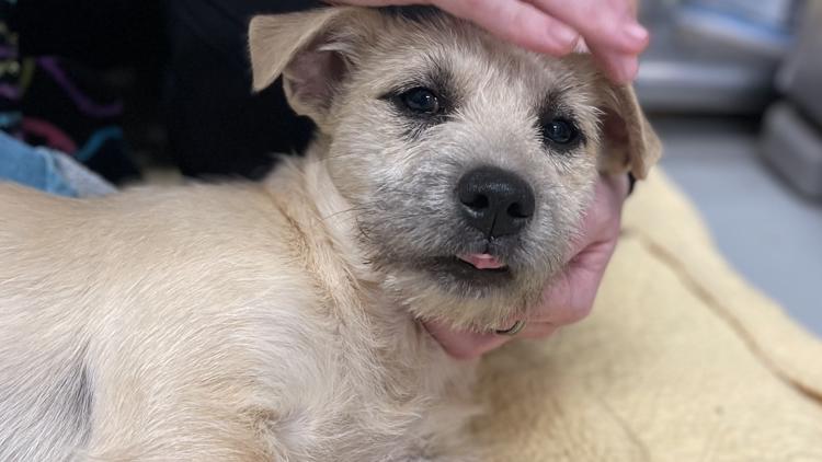 Georgia animal shelter marks major milestone amid overcrowding crisis