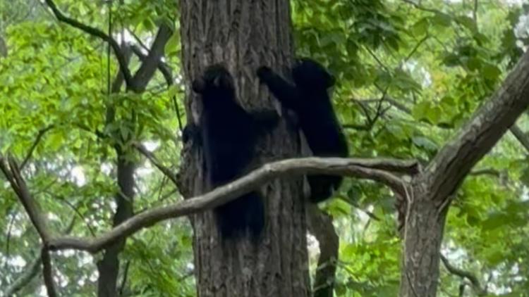 Bent Tree community urged not to feed or approach orphaned bear cubs, but report sightings