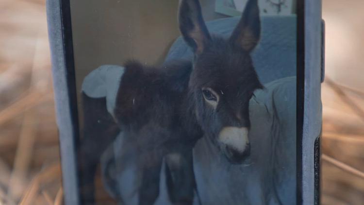 Police report provides details of the deadly shooting of HeeHaw the donkey