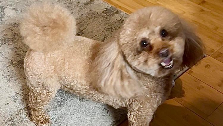 ‘We are all he knows’: Man's beloved dog stolen during car break-in at Lithonia Kroger, shot at trying to rescue him