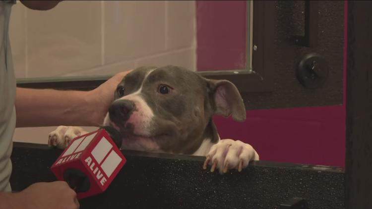 Dogs on urgent list in Fulton, DeKalb counties all adopted or fostered