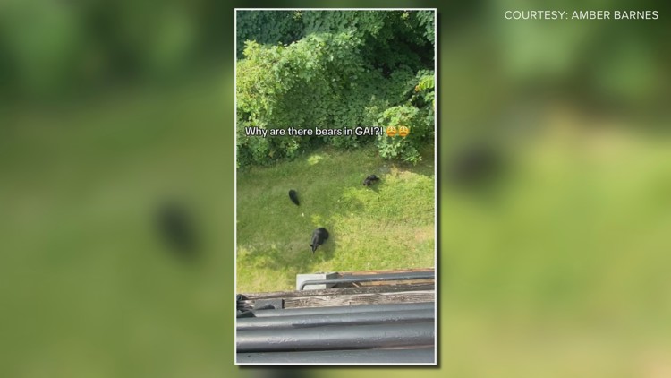 Mama bear, cubs seen moseying around Marietta apartment complex
