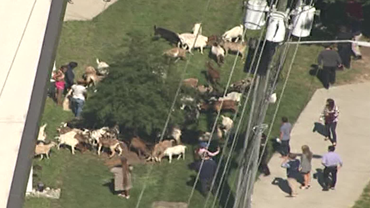 Herd of goats runs amok in Atlanta neighborhood