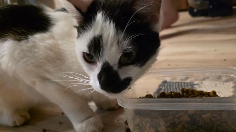 Woman's missing cat comes home after she was targeted by scammers using AI to make her think he'd been found