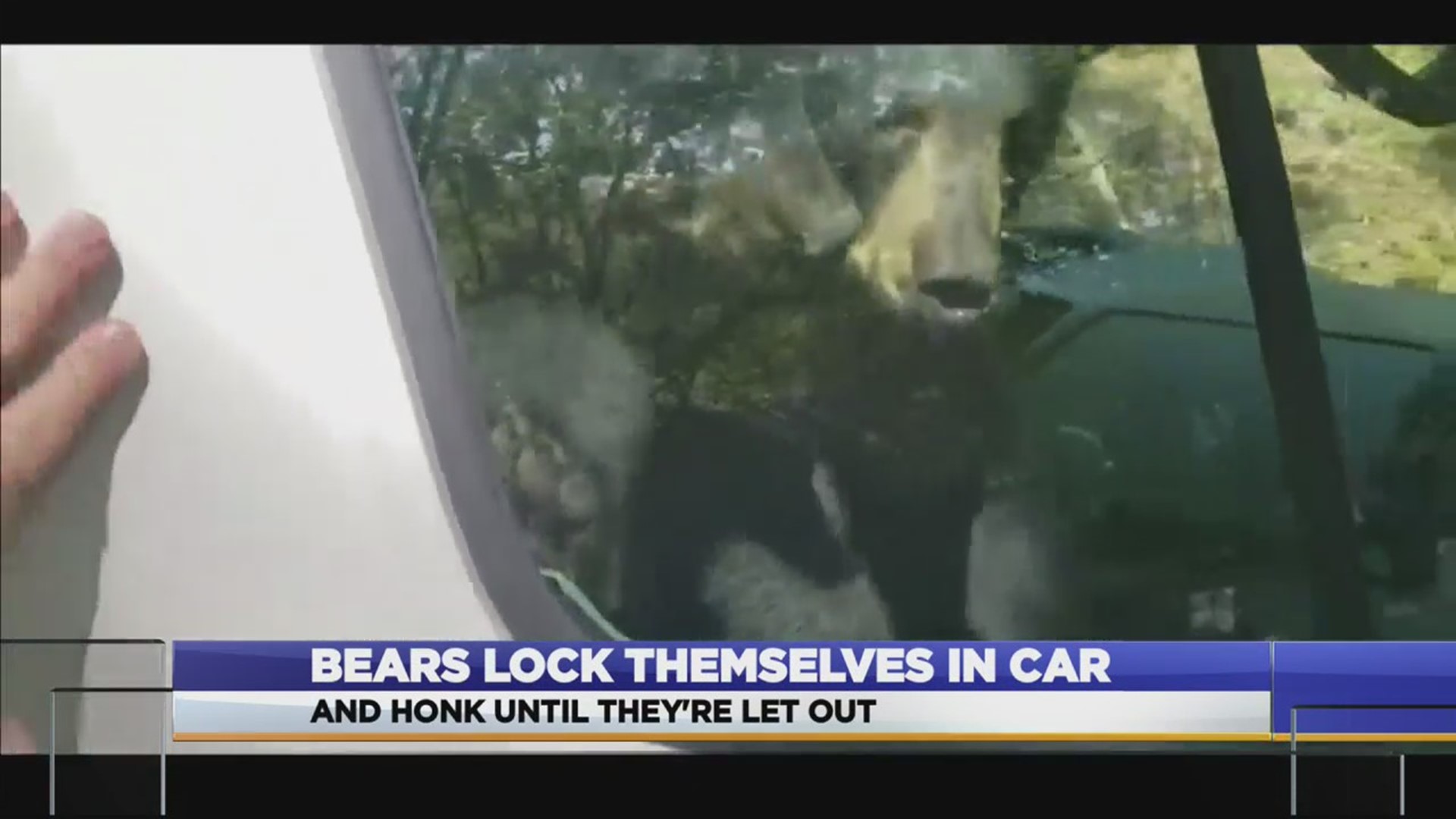 The next time you hear a car honking in Gatlinburg, just remember - there's a real-life chance that it's a bear pressing the horn.