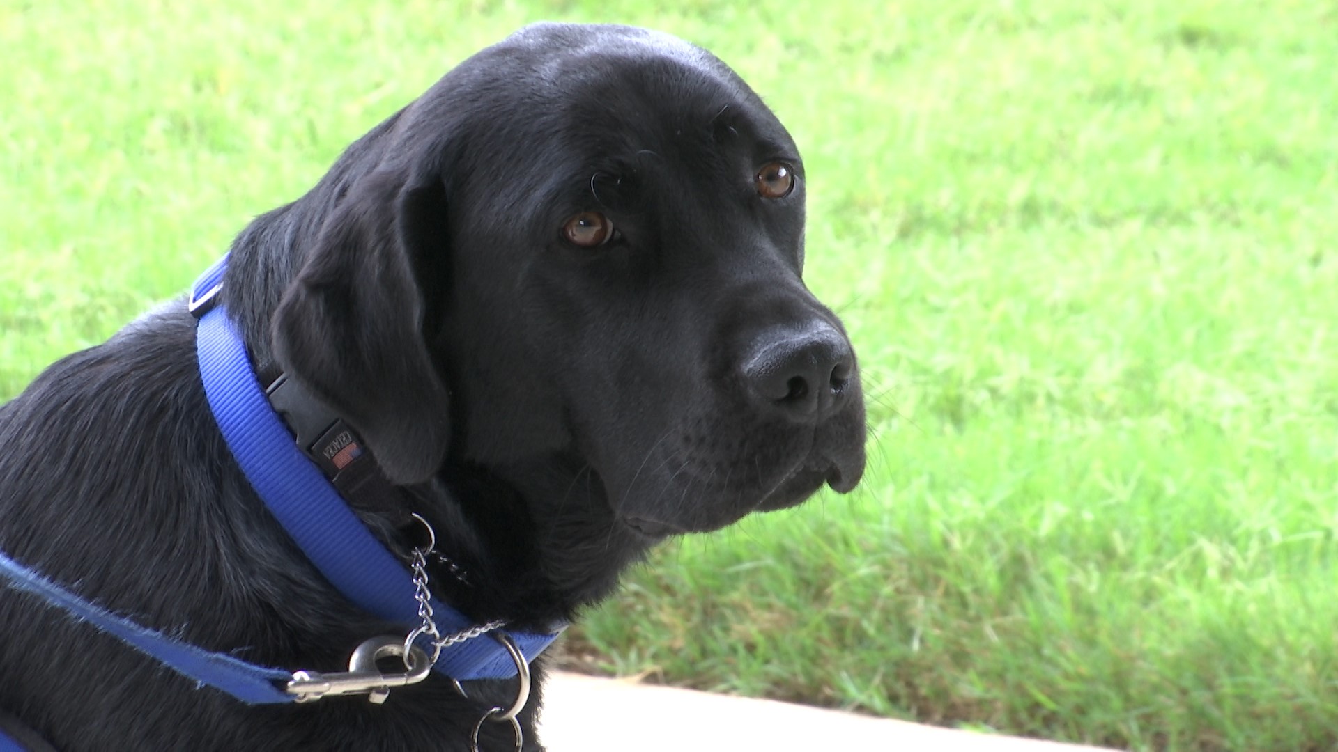 The National Children’s Advocacy Center’s newest worker has four legs and is already making a big difference.