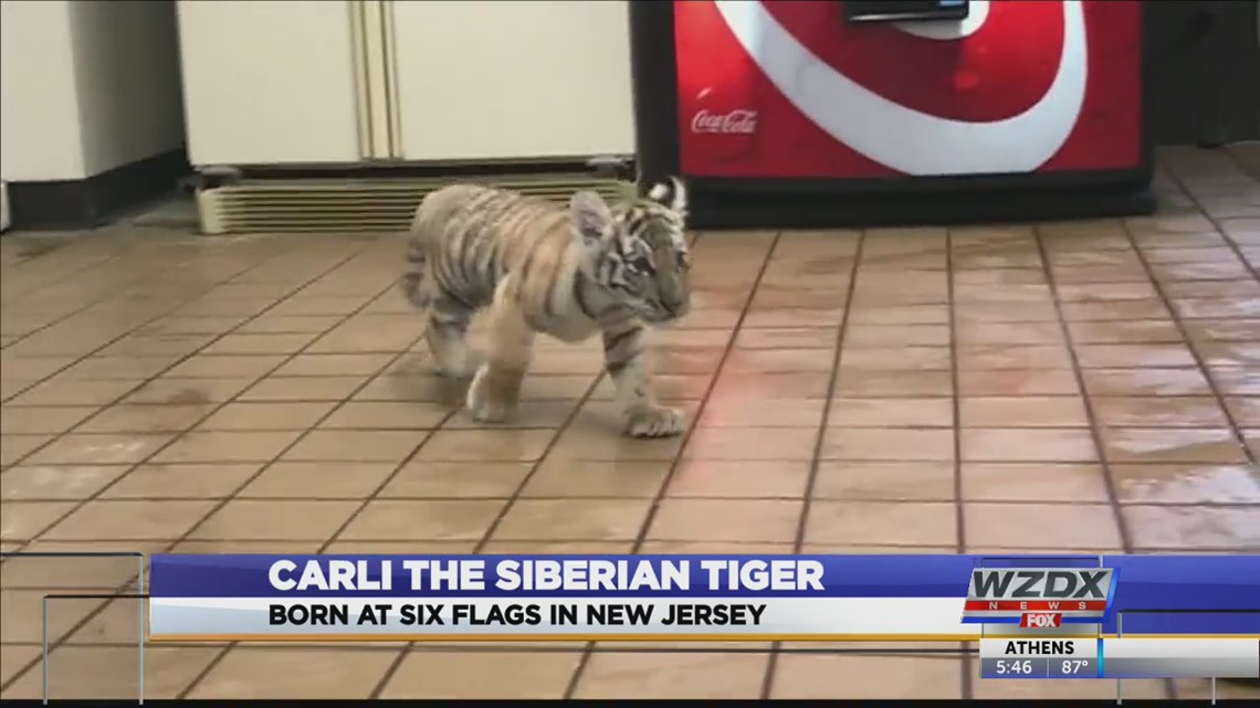 AW! Check out these Siberian tiger cubs born at Six Flags Wild