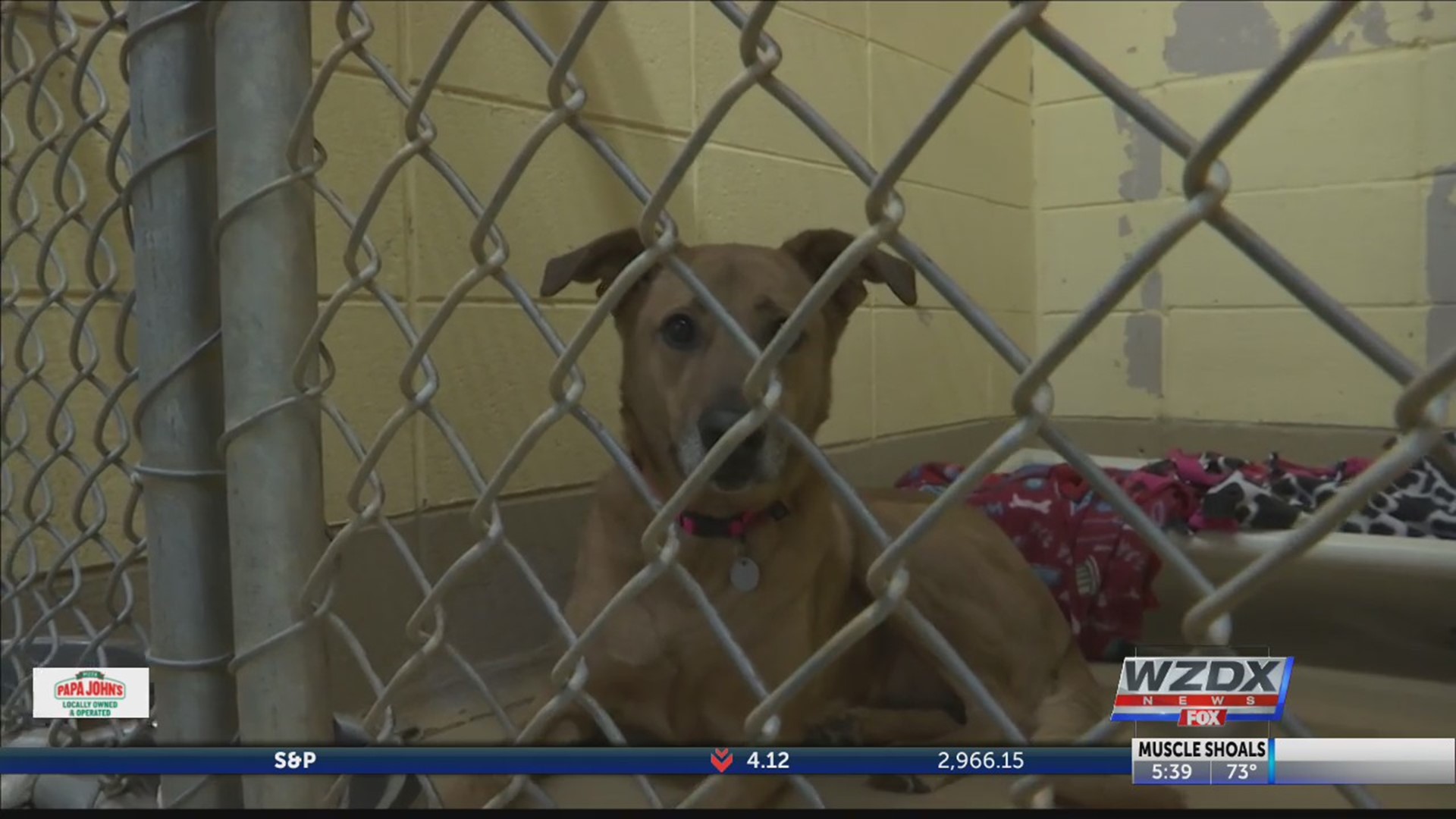 Huntsville Animal Services is under construction, which means there are limited kennels.