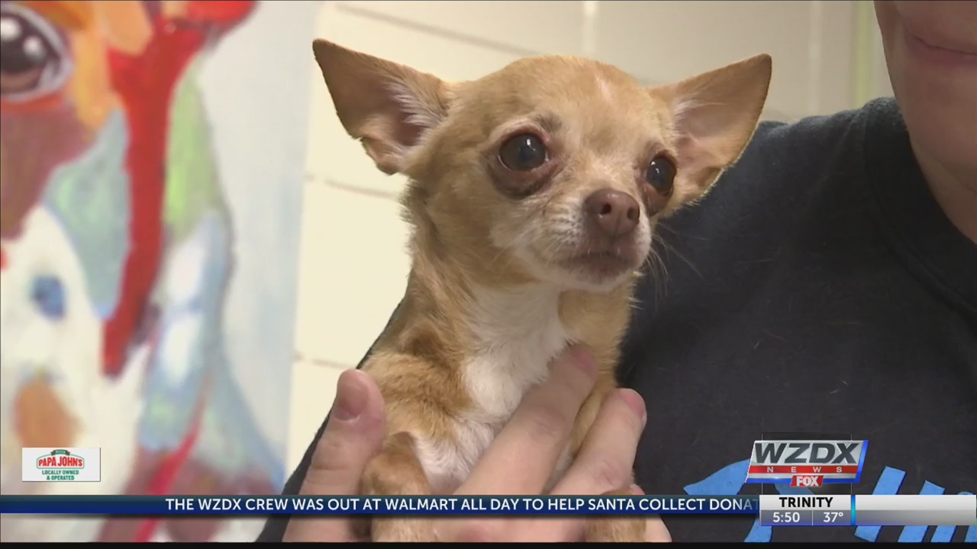 Chica is a Chihuahua mix in need of a forever home this holiday season, and she is available to be adopted at the Greater Huntsville Humane Society.