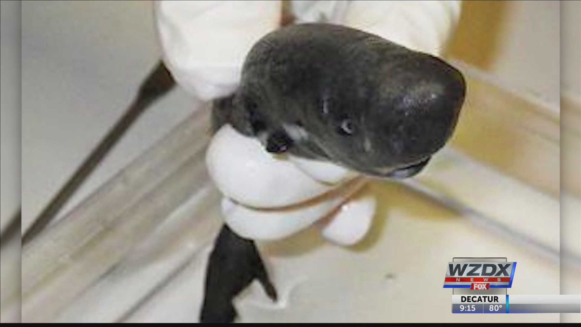 A new species of shark has been discovered and it emits light.