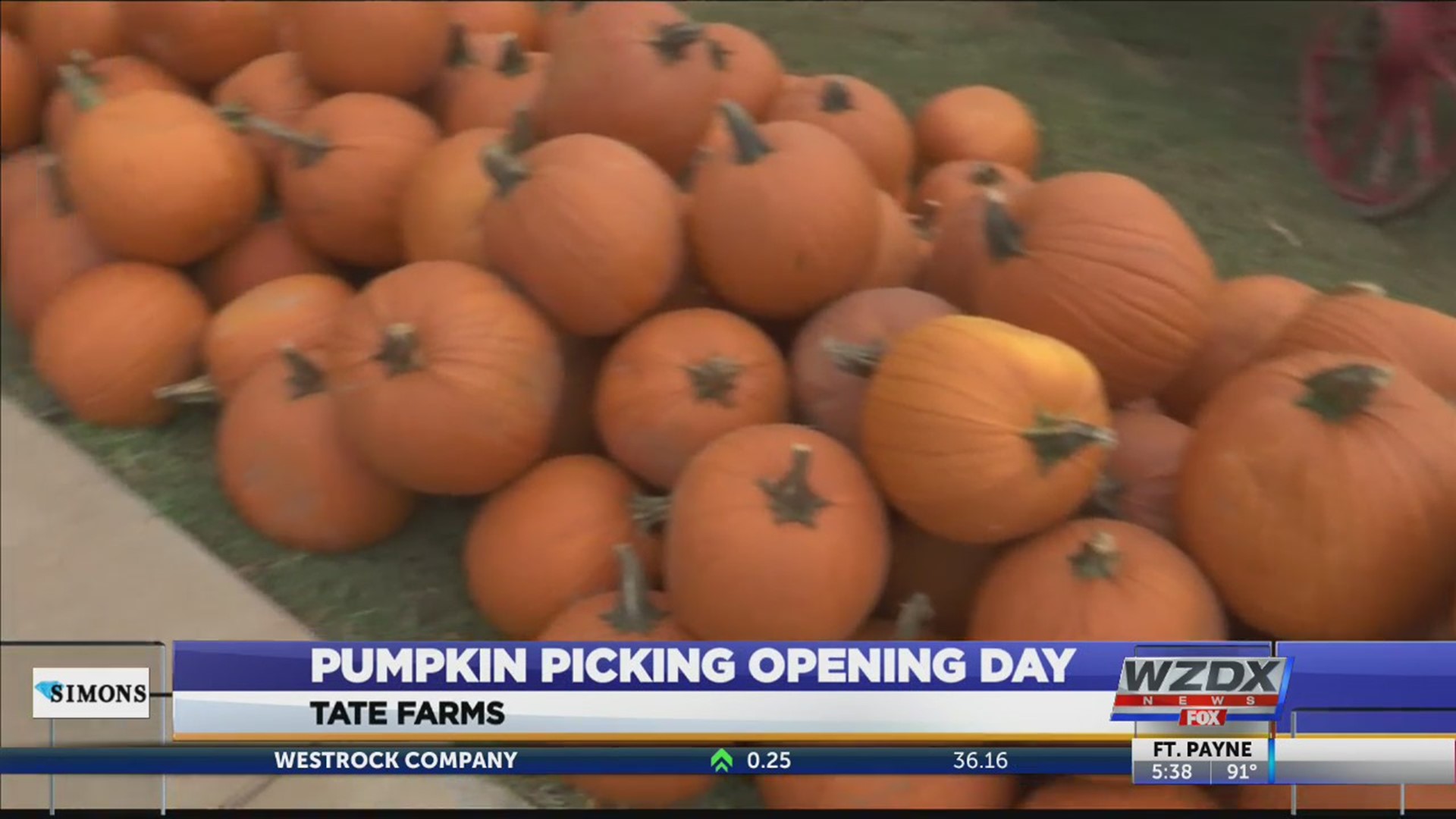Tate Farms is open for pumpkin' pickin'.