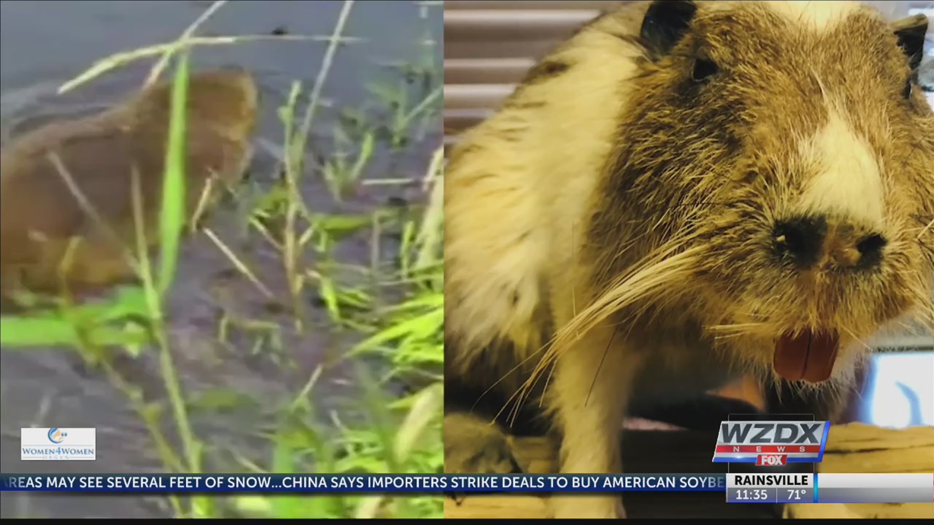 "Swamp rats" causing havoc along Louisiana coastline
