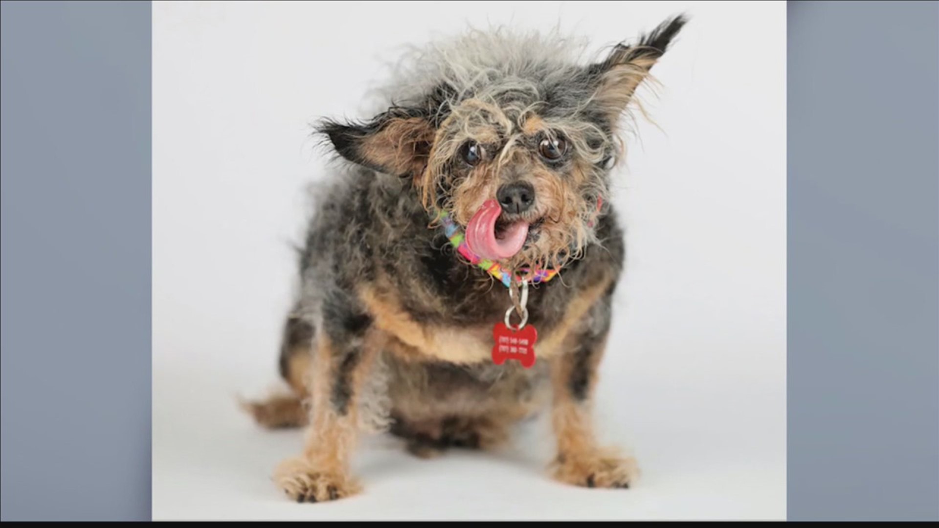 Scamp the Tramp is officially the world's ugliest dog.