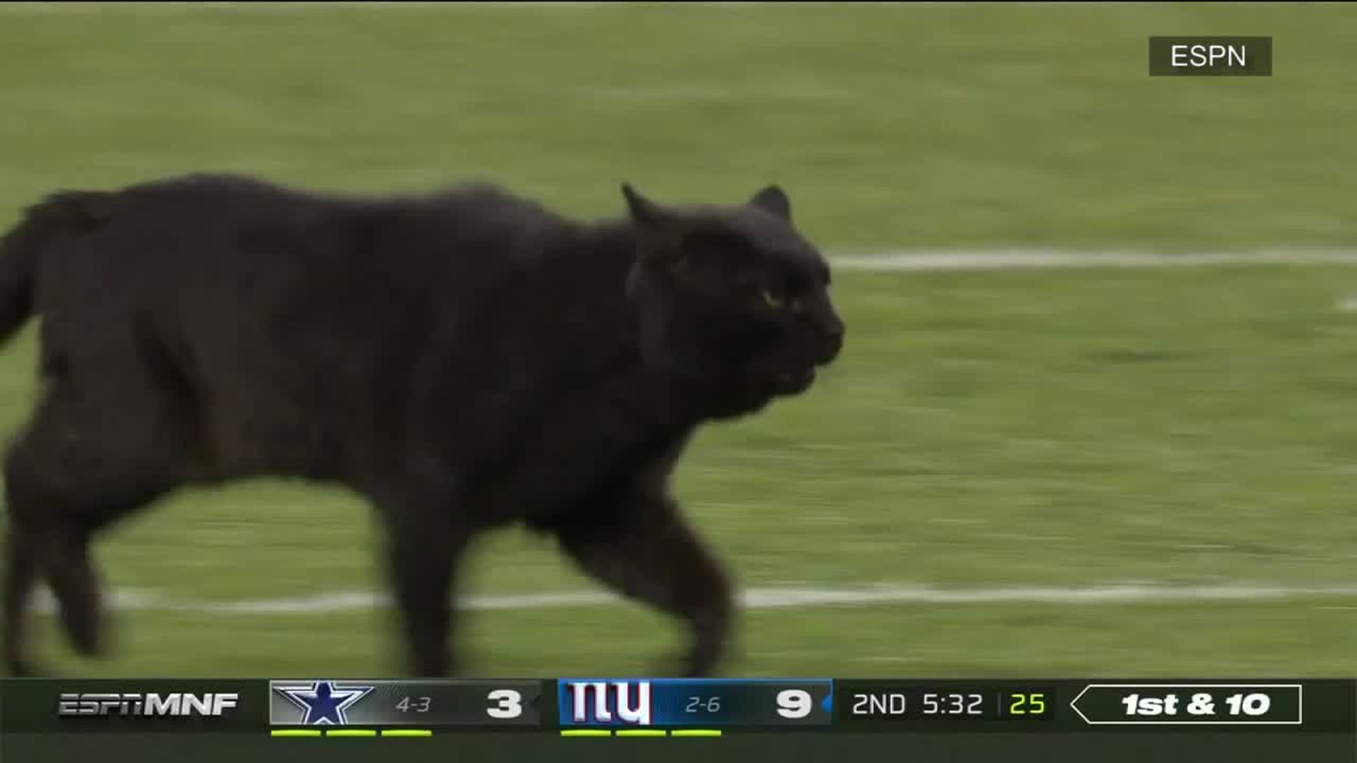 A cat took the field Monday night during the Giants vs. Cowboys game.