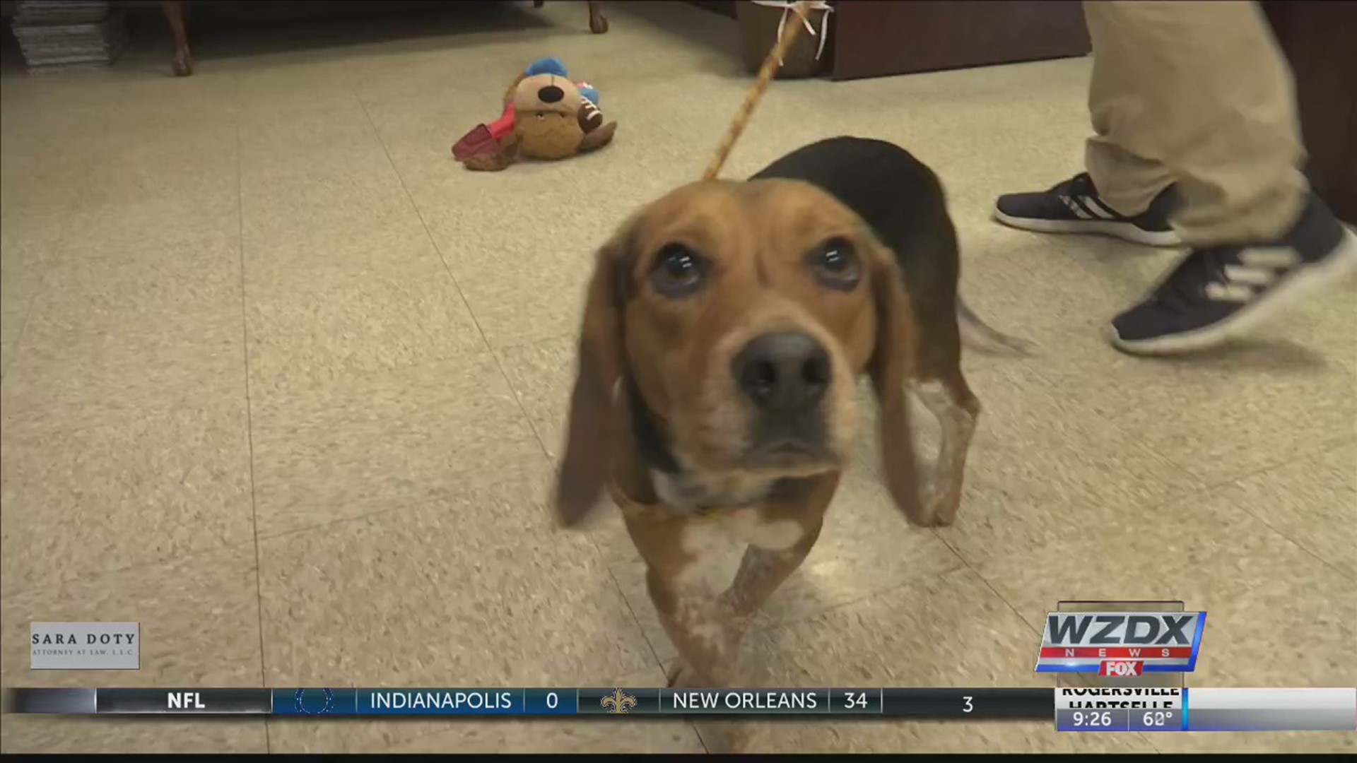 Rudolph is in need of a 'fur'-ever home this holiday season, and is available to be adopted at the Greater Huntsville Humane Society.