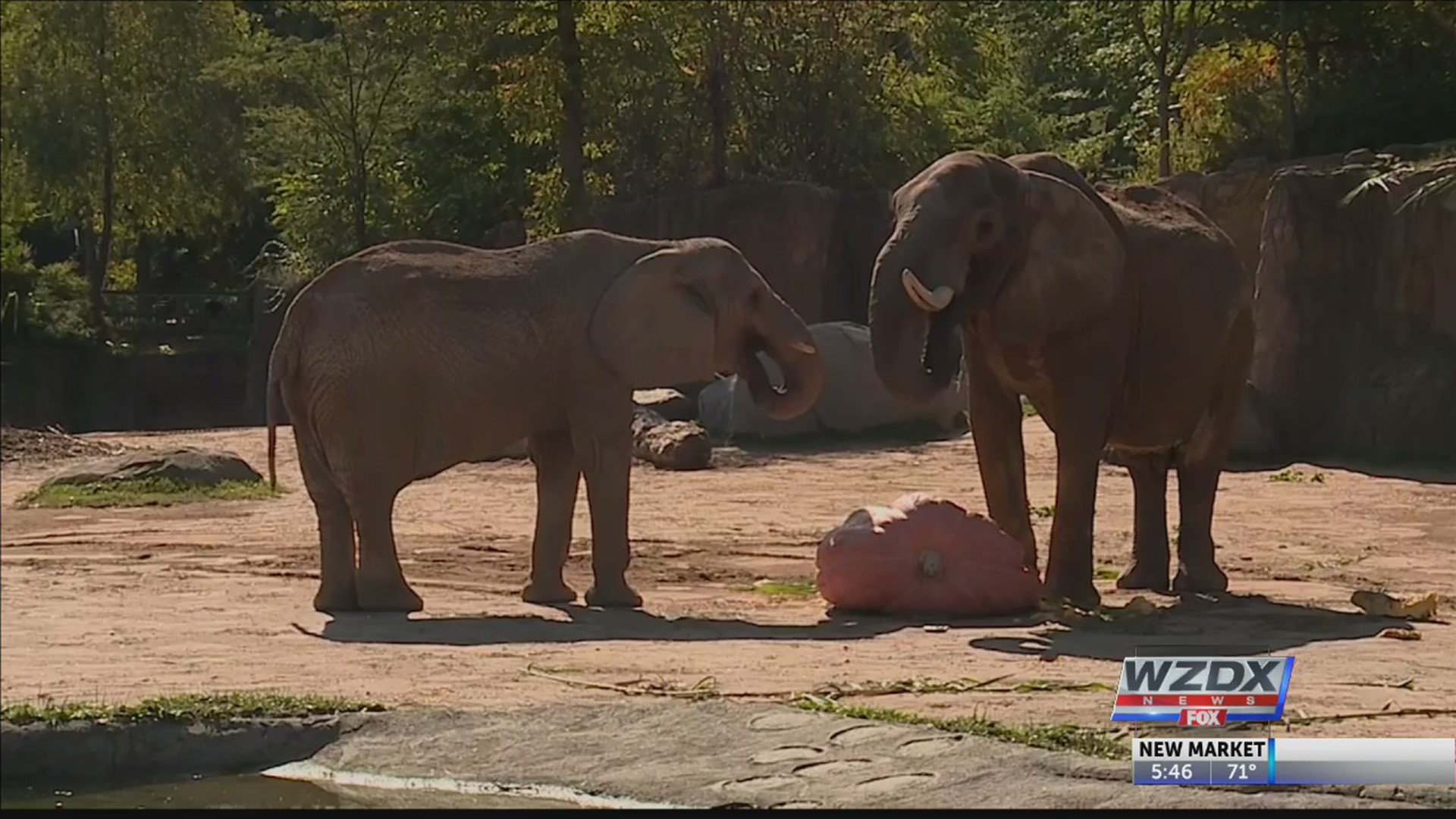 Some elephants at an Ohio zoo got to celebrate fall by chowing down on a 1,300 pound pumpkin.