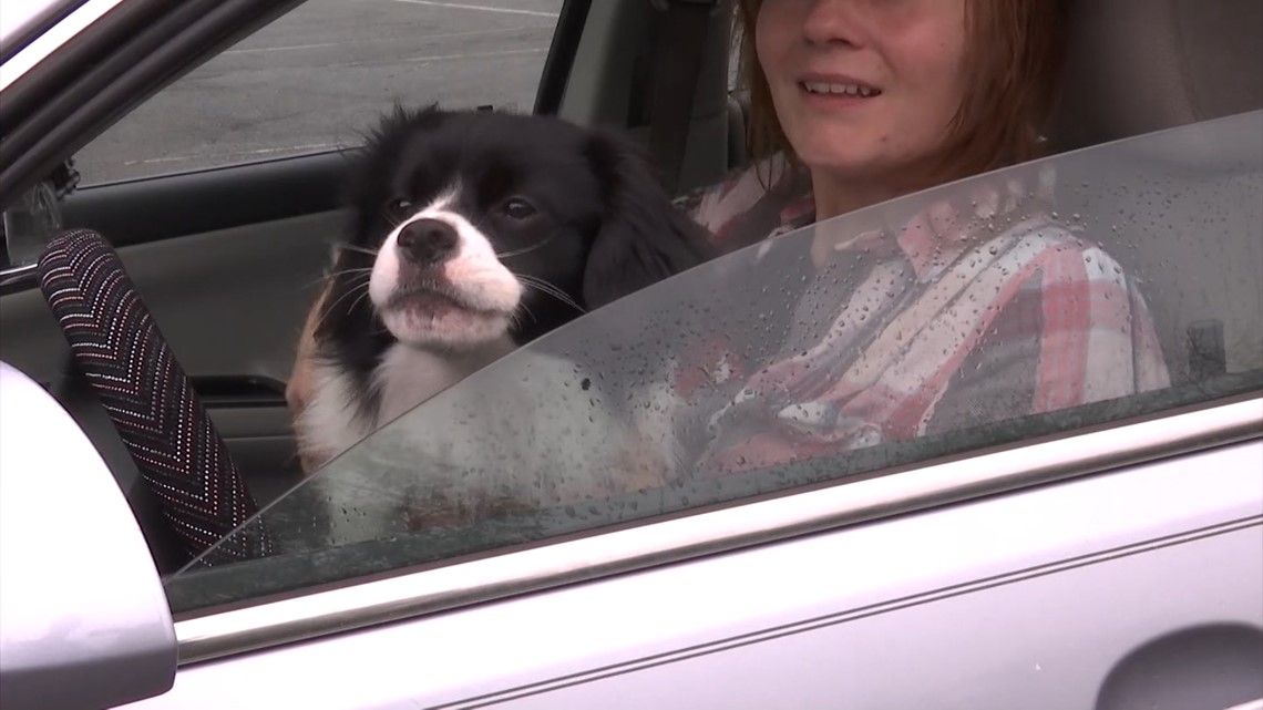 is it illegal to drive with a dog on your lap