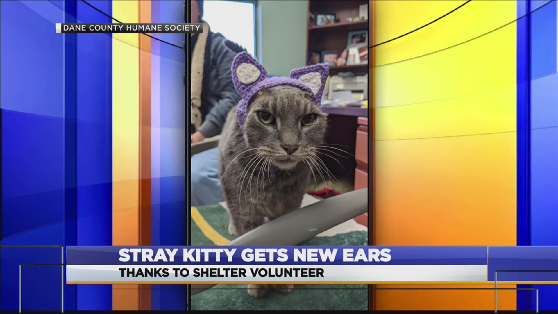 A stray cat who had to have her ear flaps removed for health reasons has found a forever home.