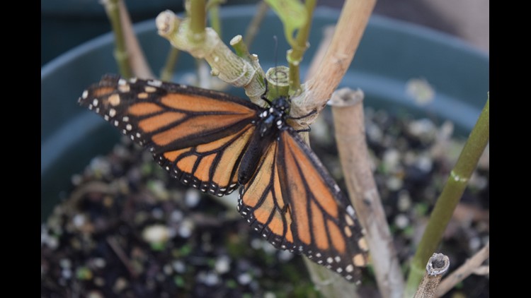 Summer Camp At The Huntsville Botanical Garden Rocketcitynow Com