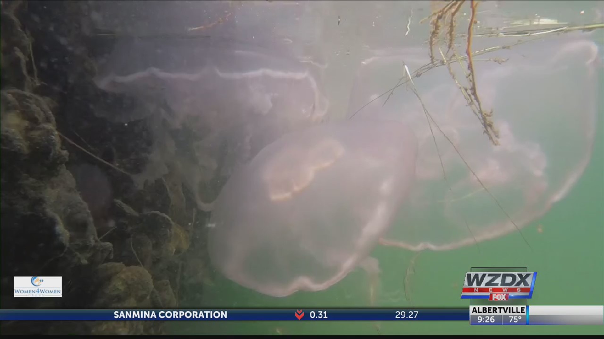 Jellyfish invasion causes purple flag warnings at some Gulf coast