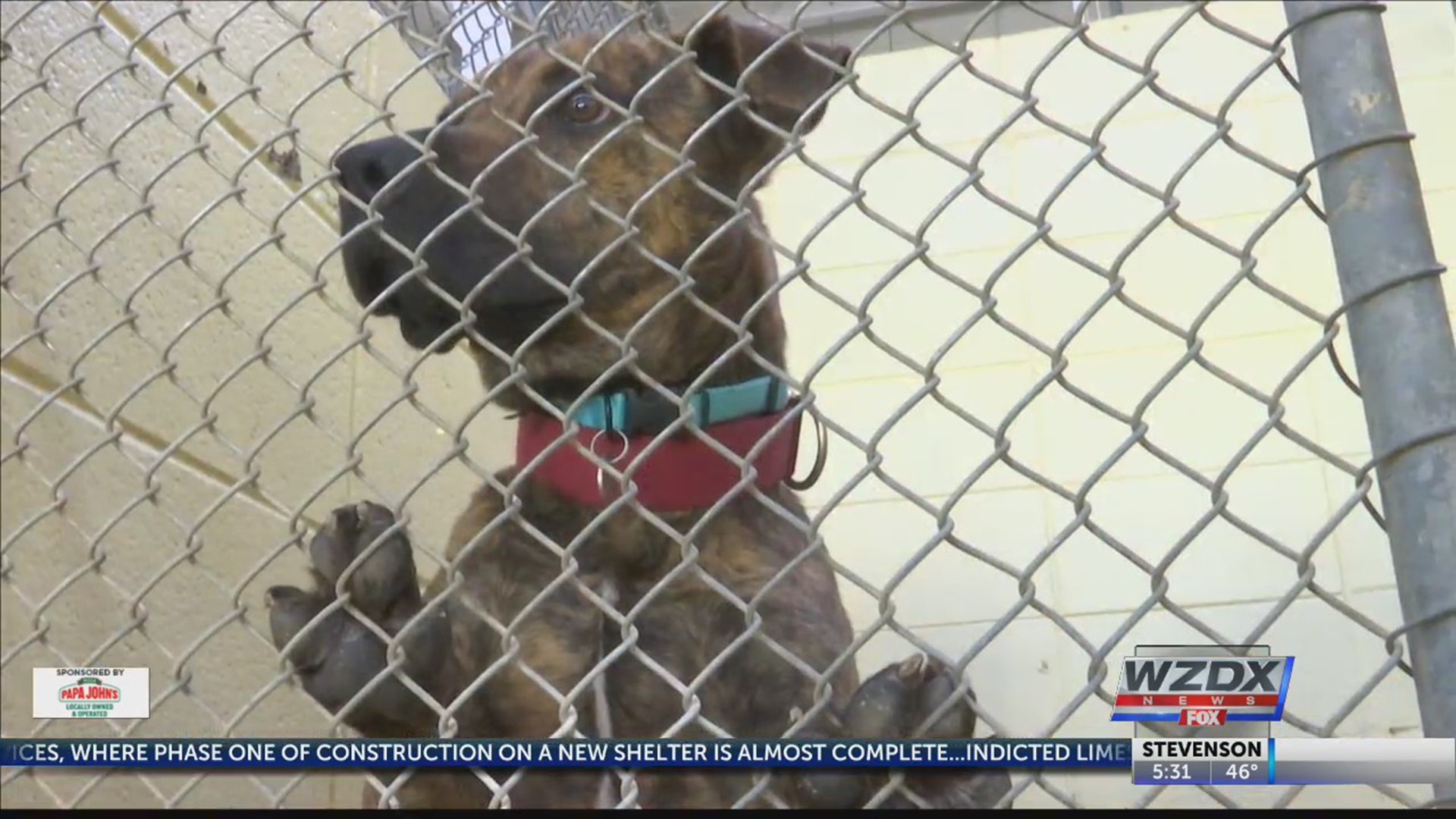 Huntsville Animal Services being updated to improve animals' stay at the  shelter 