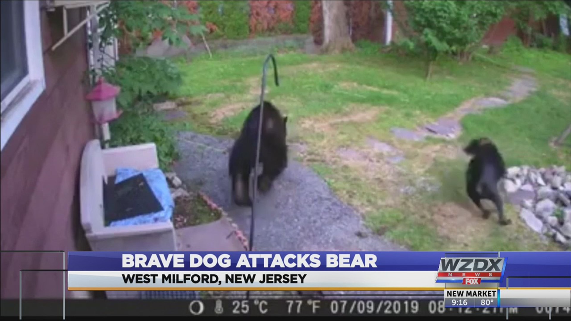 Take a look at this bear caught on a home security camera gobbling bird feed out of a feeder in west Milford, New Jersey.